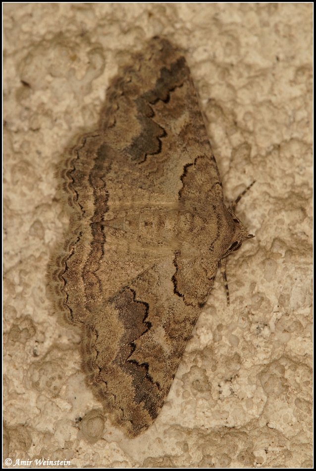 Lepidoptera d''Israele - Part 1    ID Help Request